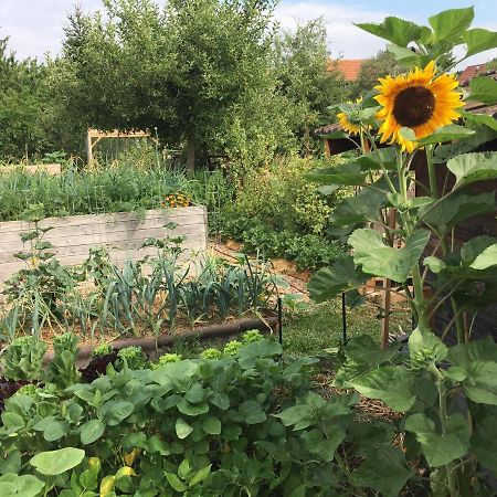 Ferienhaus Mit Naturgarten Dachsen Εξωτερικό φωτογραφία